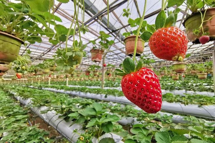 Cameron Kea Farm Hotel برينشانغ المظهر الخارجي الصورة
